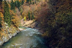 Herbst Wald Landschaft Bäume Natur frisch Luft foto