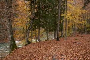 Landschaft frisch Luft Herbst Blatt fallen hoch Bäume Natur foto