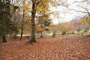 Landschaft frisch Luft Herbst Blatt fallen hoch Bäume Natur foto