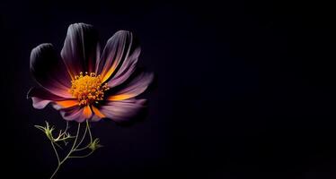 dunkel Kosmos Blume im schwarz Hintergrund foto