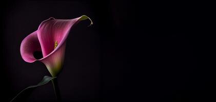 dunkel Calla Lilly Blume im schwarz Hintergrund ai generiert foto