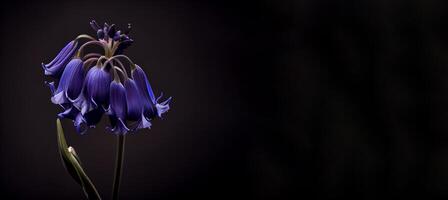 dunkel Glockenblume Blume schwarz Hintergrund ai generiert foto