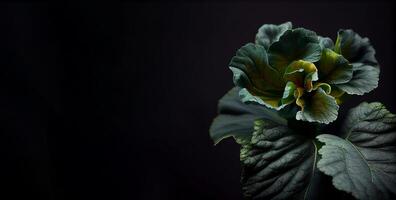 dunkel Grün Begonie Blume im schwarz Hintergrund ai generiert foto