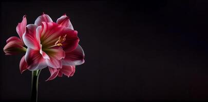 dunkel Amaryllis Blume im schwarz Hintergrund ai generiert foto