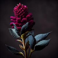 dunkel Celosia Blume im schwarz Hintergrund ai generiert foto