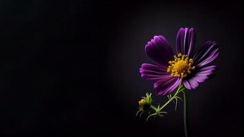 dunkel Kosmos Blume im schwarz Hintergrund foto