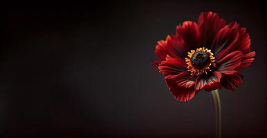 dunkel anemon Blume im schwarz Hintergrund foto