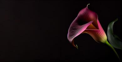 dunkel Calla Lilly Blume im schwarz Hintergrund ai generiert foto