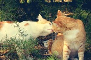 zwei Katzen küssen. getönt Bild. foto