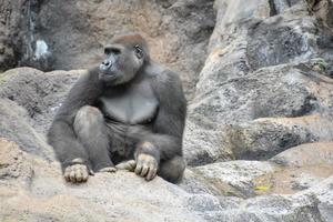 Gorilla beim das Zoo foto