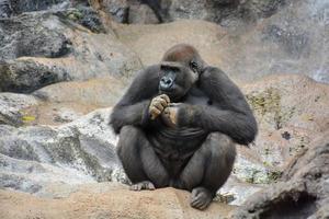 Gorilla beim das Zoo foto