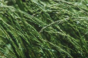 üppig Grün Sommer- Gras nass mit Regen foto