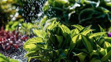 Wasser Tropfen im Sonnenlicht - - Bewässerung Blumen und Pflanzen im Sommer- Garten foto