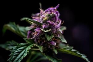 blühen Pflanze violett Cannabis Knospe generativ ai foto