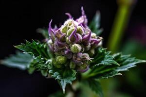 blühen Pflanze violett Cannabis Knospe generativ ai foto