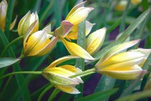 klein zärtlich Gelb Tulpe Blumen verbeugte sich unter Regentropfen foto