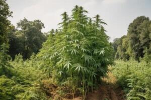 wachsend Grün Marihuana blühen Pflanze auf draussen generativ ai foto