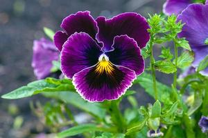 dunkel lila Stiefmütterchen Blume Viola dreifarbig im das Garten foto