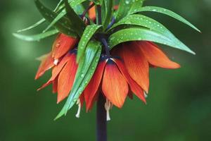 Krone Kaiserliche Blume - - Fritillaria imperialis oder Kaisers Krone, Nahansicht foto