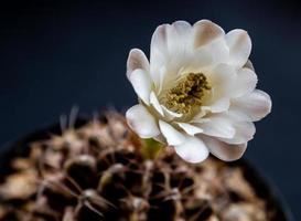 Gymnocalycium Kaktusblüte Nahaufnahme weiße und hellbraune Farbe zartes Blütenblatt foto