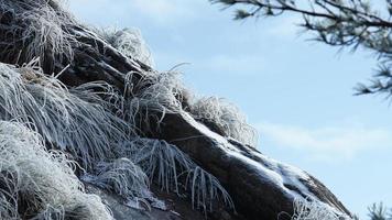 das gefroren Winter Aussicht mit das Gras und Felsen bedeckt durch das Eis und Weiß Schnee foto