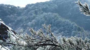 das gefroren Winter Aussicht mit das Wald und Bäume bedeckt durch das Eis und Weiß Schnee foto