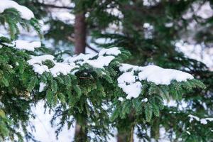 Kiefer Baum bedeckt mit Schnee foto