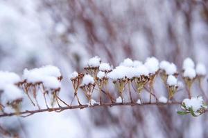 Baum bedeckt mit Schnee im Winter foto