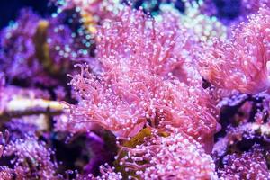 Koralle Riff, unter Wasser foto