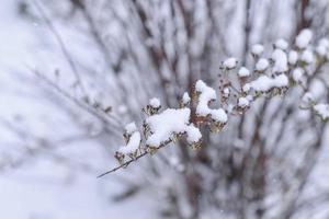 Baum bedeckt mit Schnee im Winter foto