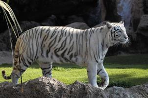 weißer Tiger zu Fuß foto