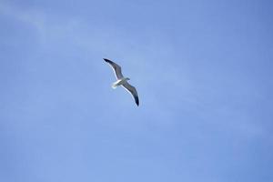 Möwe fliegend auf klar Blau Himmel foto