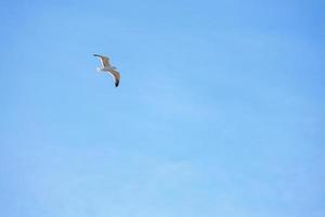 Möwe fliegend auf klar Blau Himmel foto