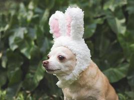 braun kurz Haar Chihuahua Hund gekleidet oben mit Ostern Hase Kostüm Stirnband Sitzung auf Grün Gras im das Garten. foto