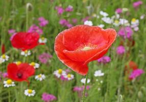 schließen oben von rot Mohn foto