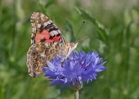 schließen oben von gemalt Dame Schmetterling auf Kornblume foto
