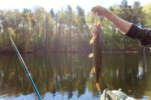 Fischerhand mit Fischhecht vor dem Hintergrund der wunderschönen Natur und des Sees oder Flusses foto