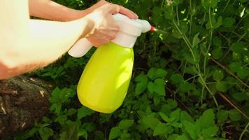 Gartenarbeit und Landwirtschaft. Frau Hand halten sprühen Flasche und Bewässerung düngen Erbsen Pflanze. Frau Gartenarbeit im Garten. vegan Vegetarier Zuhause gewachsen organisch Essen lokal Garten produzieren sauber Erbse Schoten foto