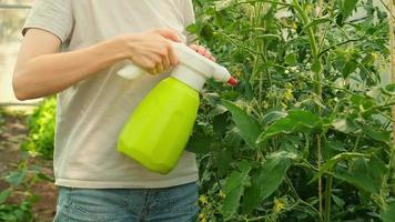 Gartenarbeit und Landwirtschaft Konzept. Frau Gärtner Bauernhof Arbeiter halten sprühen Flasche und Bewässerung düngen Tomate Pflanze. Mädchen Gartenarbeit im Zuhause Gewächshaus. Gewächshaus produzieren. Gemüse organisch Lebensmittel. foto