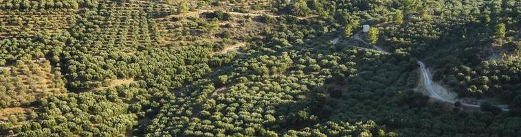 Felder mit Olivenbaumplantagen in den Bergen der Insel Kreta foto