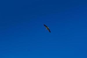 Storch, der im blauen Himmel mit weißen Wolken aufsteigt foto