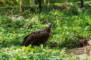 greife in der nahaufnahme des grünen grases foto