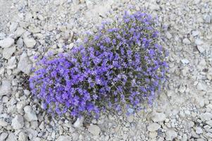 Berggriechischer wilder Thymianbusch, der lila Blumen zwischen den Steinen blüht foto