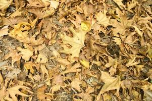 strukturierter Hintergrund des trockenen verwelkten gefallenen Herbstlaubs der Ahornbäume foto