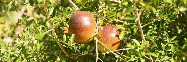 reife rote Granatäpfel wachsen auf einem Ast im Garten foto