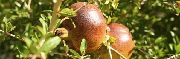 reife rote Granatäpfel wachsen auf einem Ast im Garten foto