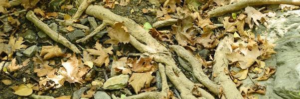 nackte Wurzeln von Bäumen, die im Herbst in felsigen Klippen aus dem Boden ragen foto