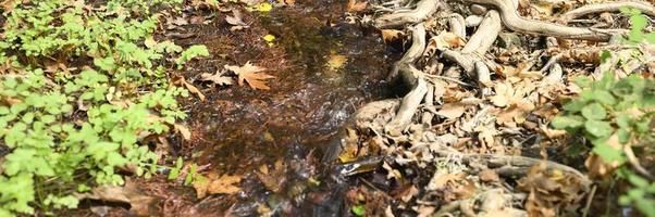 Ein Bach, der durch die kahlen Wurzeln von Bäumen in einer felsigen Klippe und gefallenen Herbstblättern fließt foto