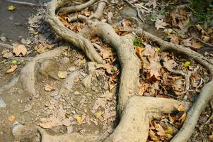 nackte Wurzeln von Bäumen, die im Herbst in felsigen Klippen aus dem Boden ragen foto