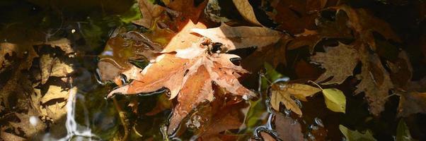 nasse gefallene Herbstahornblätter im Wasser foto